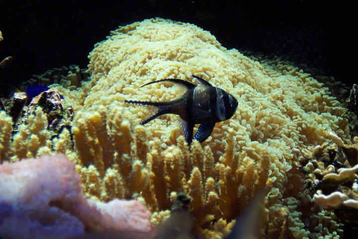 Hag-Fisch2.jpg (329281 Byte)