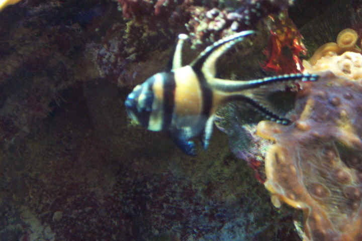 Hag-Fisch.jpg (342638 Byte)