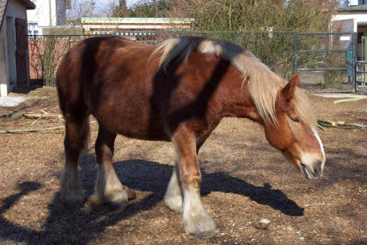 Hag-Pferd.jpg (470484 Byte)